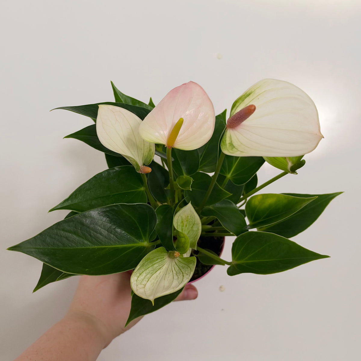 Anthurium Andreanum Mixed