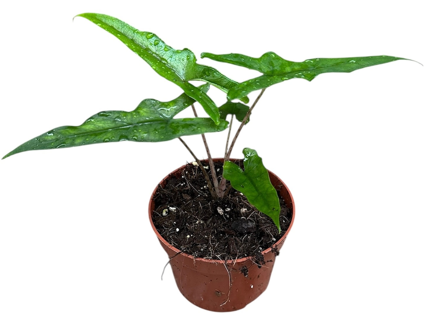 Alocasia Sabrina - Pick date 9th