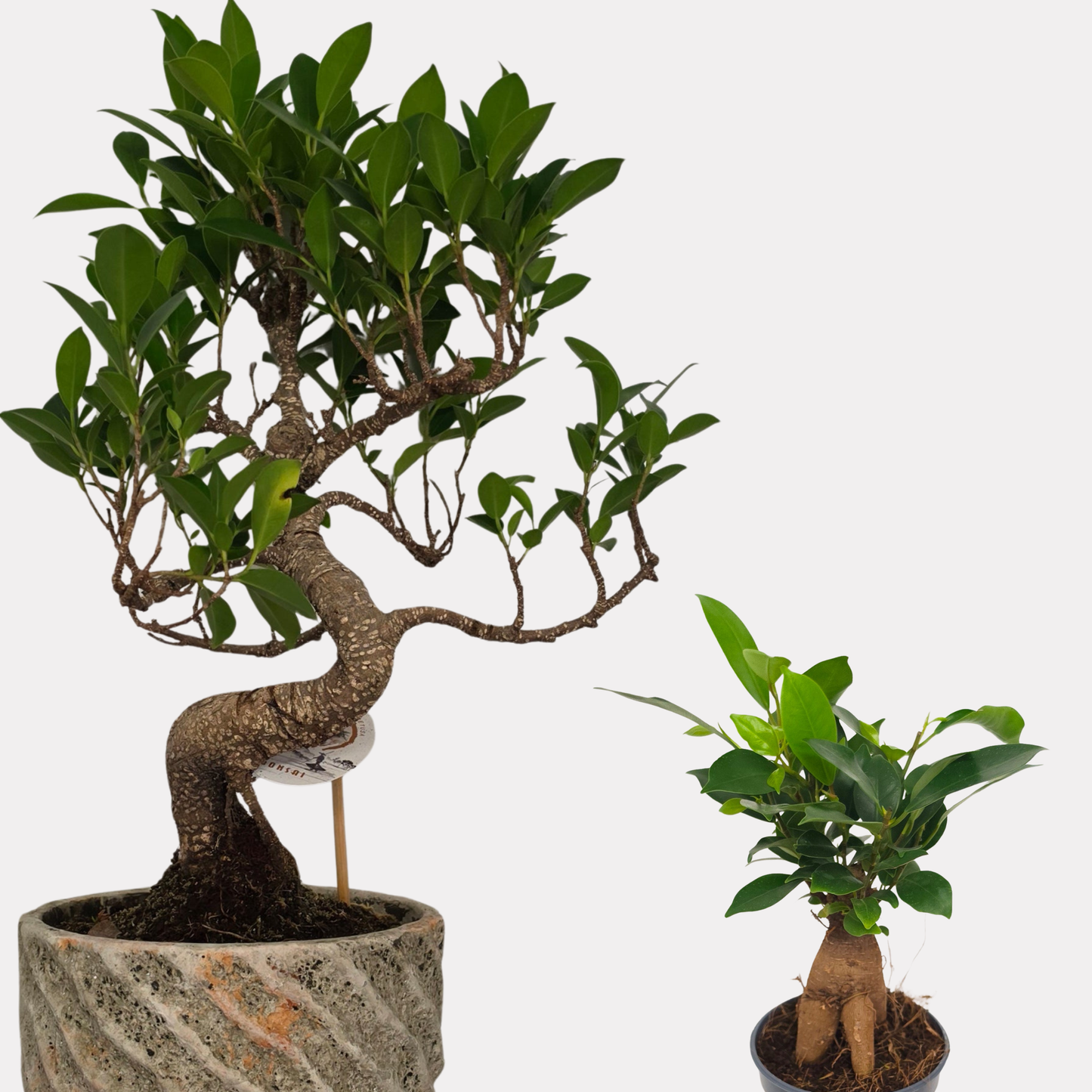 Little & Large Bonsai Bundle