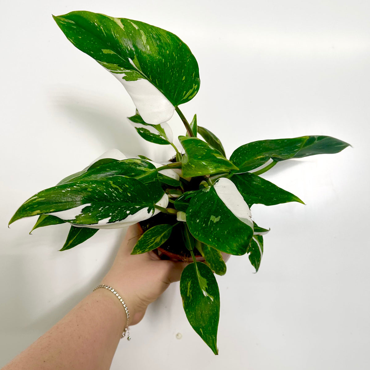 Philodendron White Princess