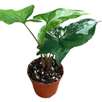 Syngonium Albo Variegated