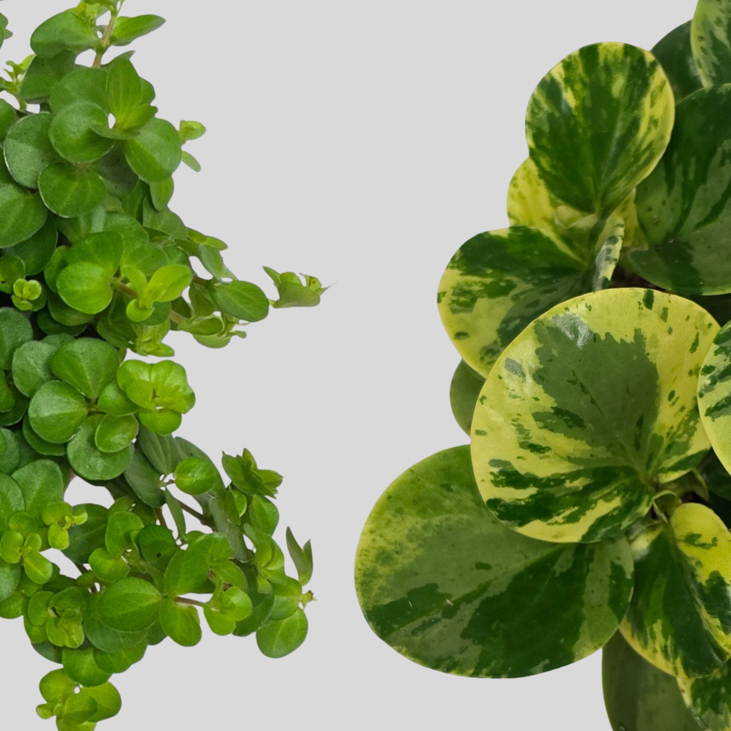 Peperomia Rotundifolia & Green Gold Bundle