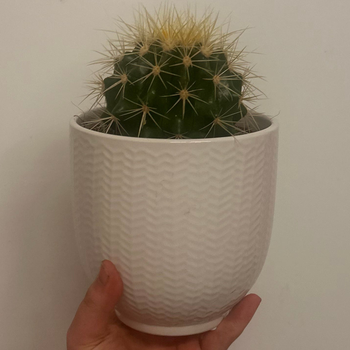 Mixed Cacti & Ceramic 12cm Pots