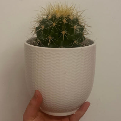 Mixed Cacti & Ceramic 12cm Pots