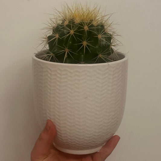 Mixed Cacti & Ceramic 12cm Pots