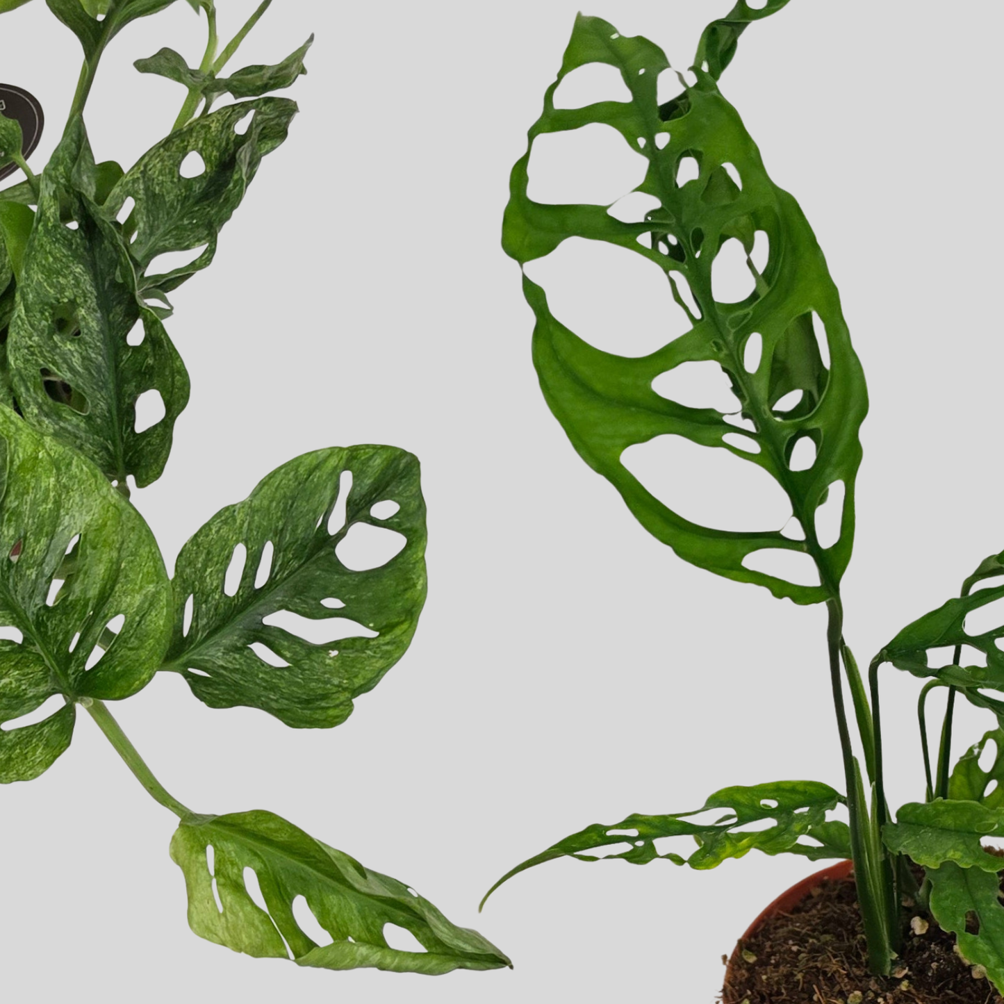 Monstera Obliqua Peru & Adansonii Mint Bundle