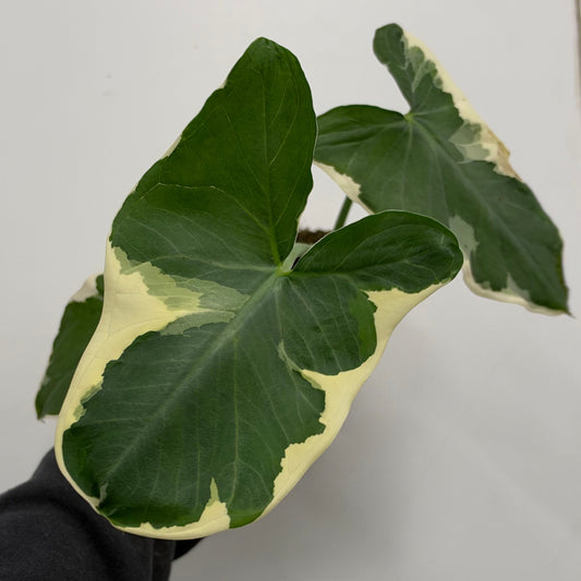 Alocasia 'Mickey Mouse'