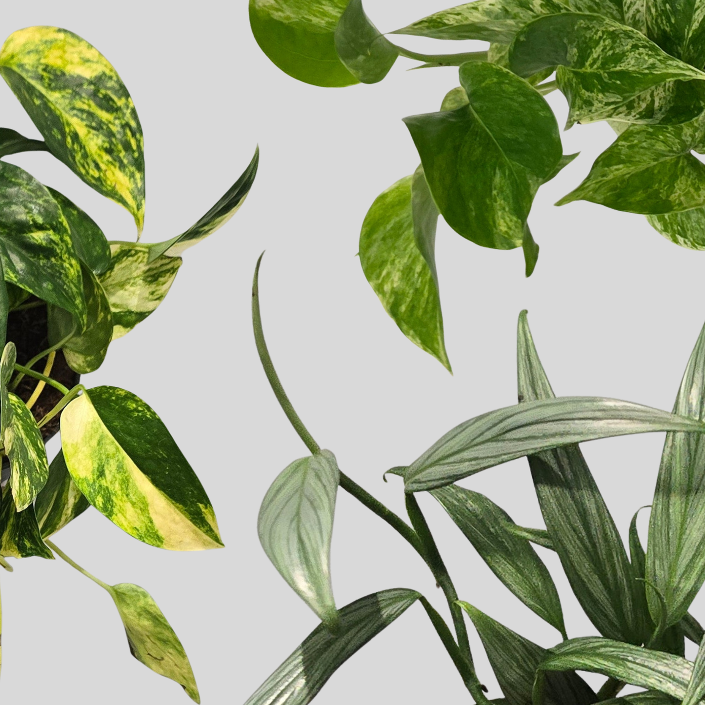 Epipremnum Queen, Silver & Churchill Gold Bundle