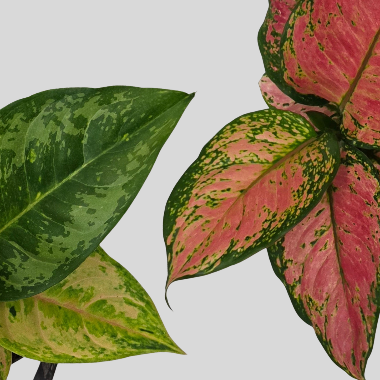 Aglaonema Lucky Red & Pink Surprise Bundle