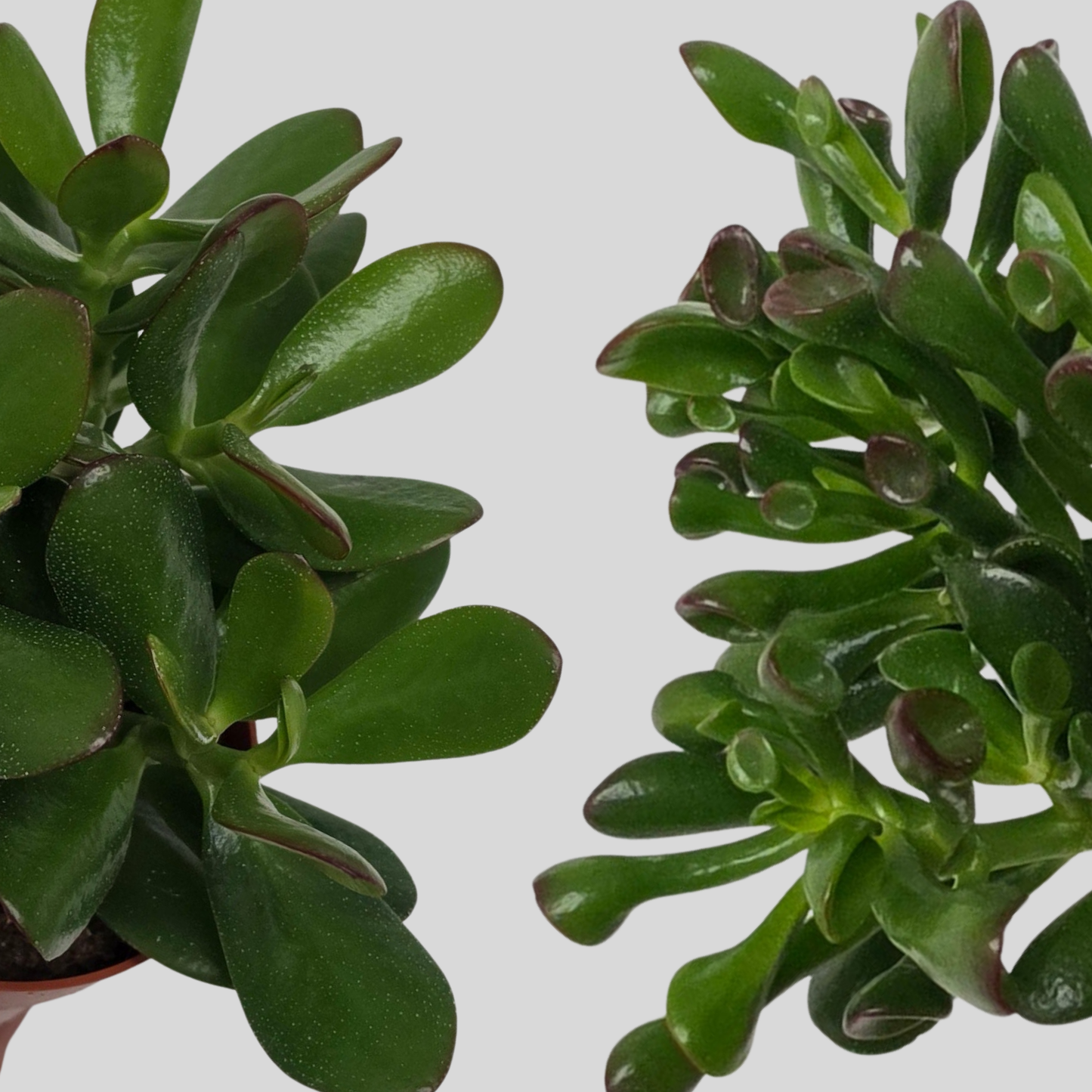 Crassula Hobbit & Jade Bundle