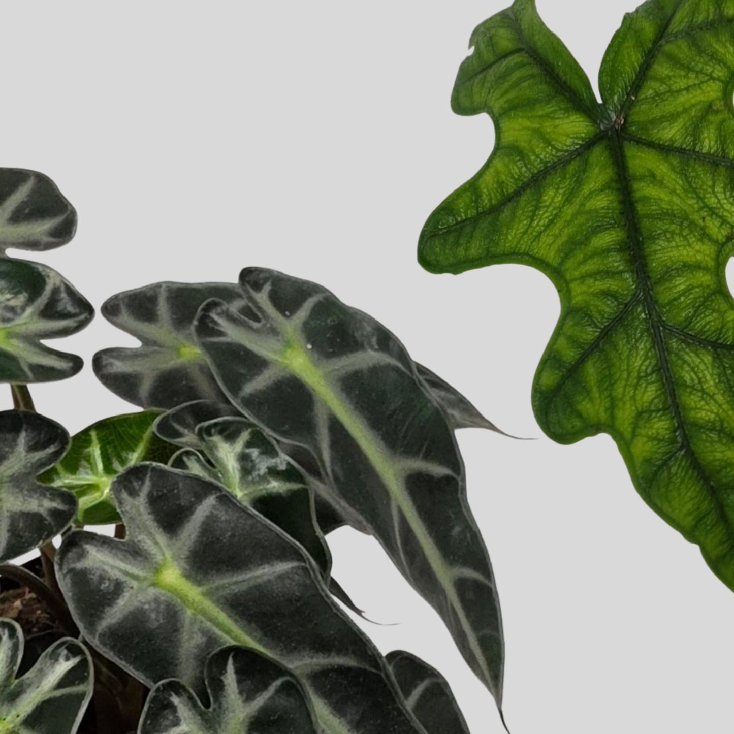 Alocasia Bambino Arrow & Mini Jacklyn Bundle