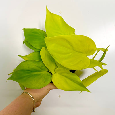 Philodendron Scandens Brasil Lemon Lime