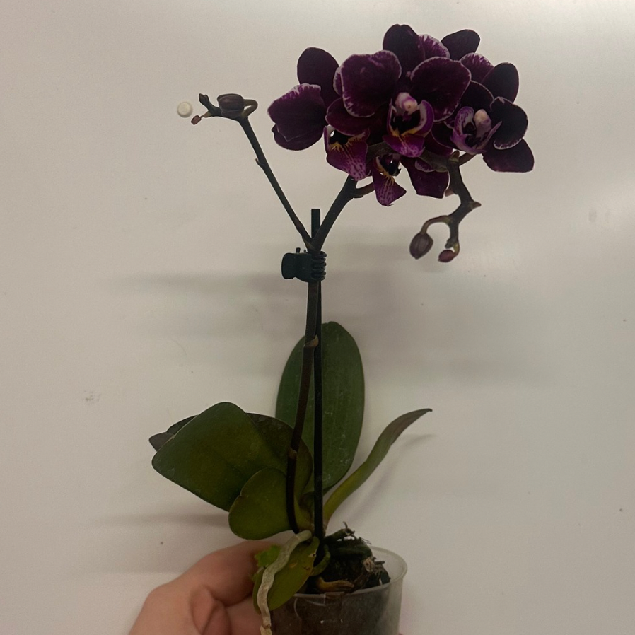 Mini Phalaenopsis Orchid & Glass Pot
