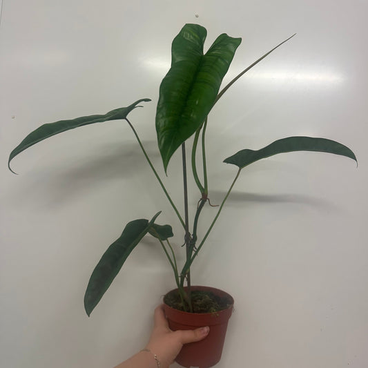 Philodendron 'Felix'