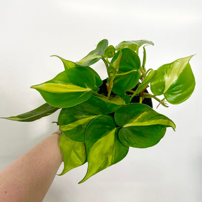 Philodendron Scandens Brasil