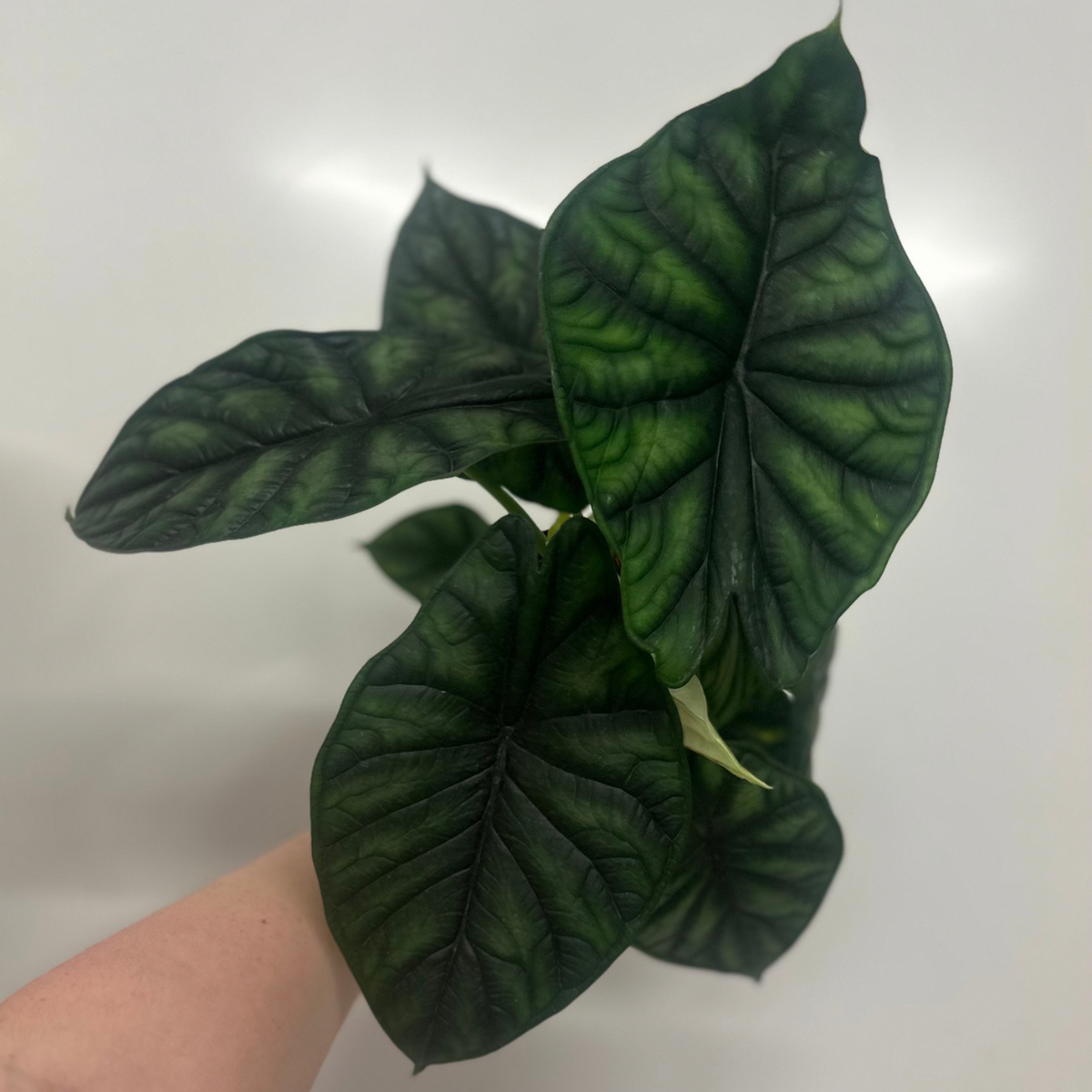 Alocasia Dragon Scale