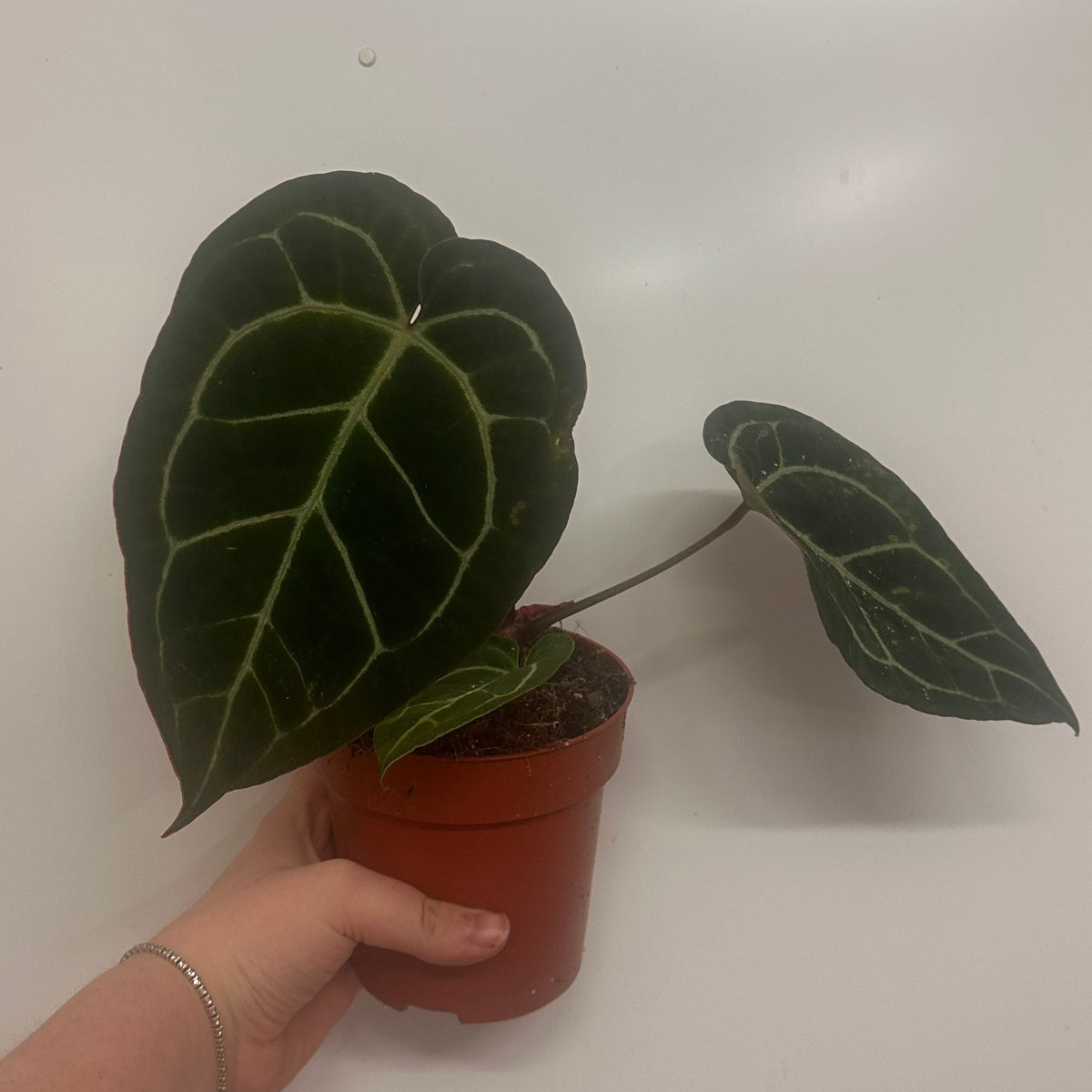 Anthurium Regale