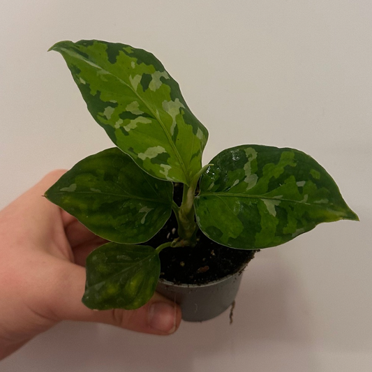 Mini Aglaonema Tricolor