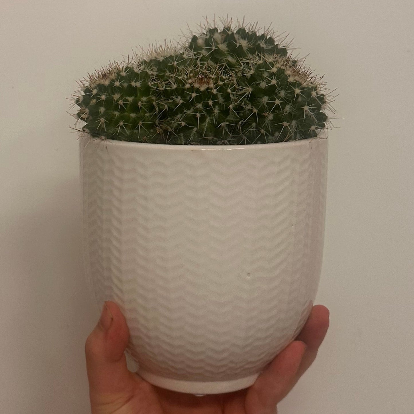 Mixed Cacti & Ceramic 12cm Pots
