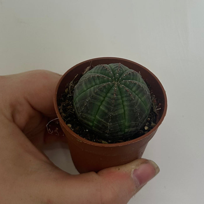 Euphorbia Obesa