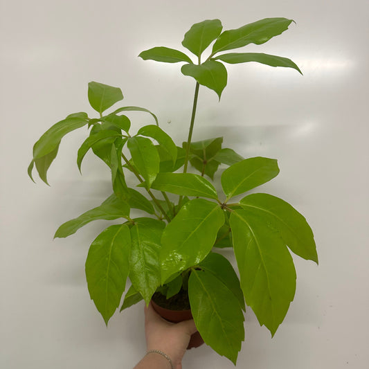 Schefflera Actinophylla