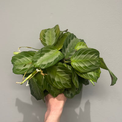 Maranta Leuconeura 'Silver Band'