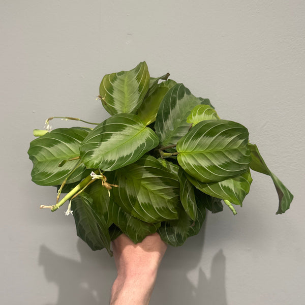 Maranta Leuconeura 'Silver Band'