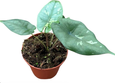 Alocasia ‘Shattered Glass’