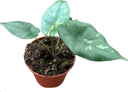 Alocasia ‘Shattered Glass’
