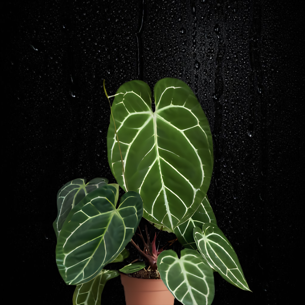 Anthurium