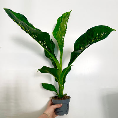 Dieffenbachia Crocodile