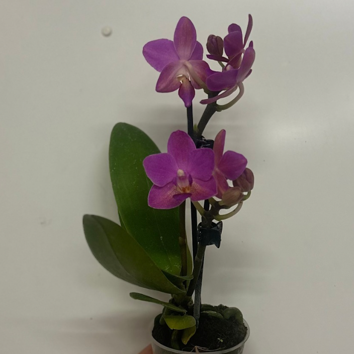 Mini Phalaenopsis Orchid & Glass Pot