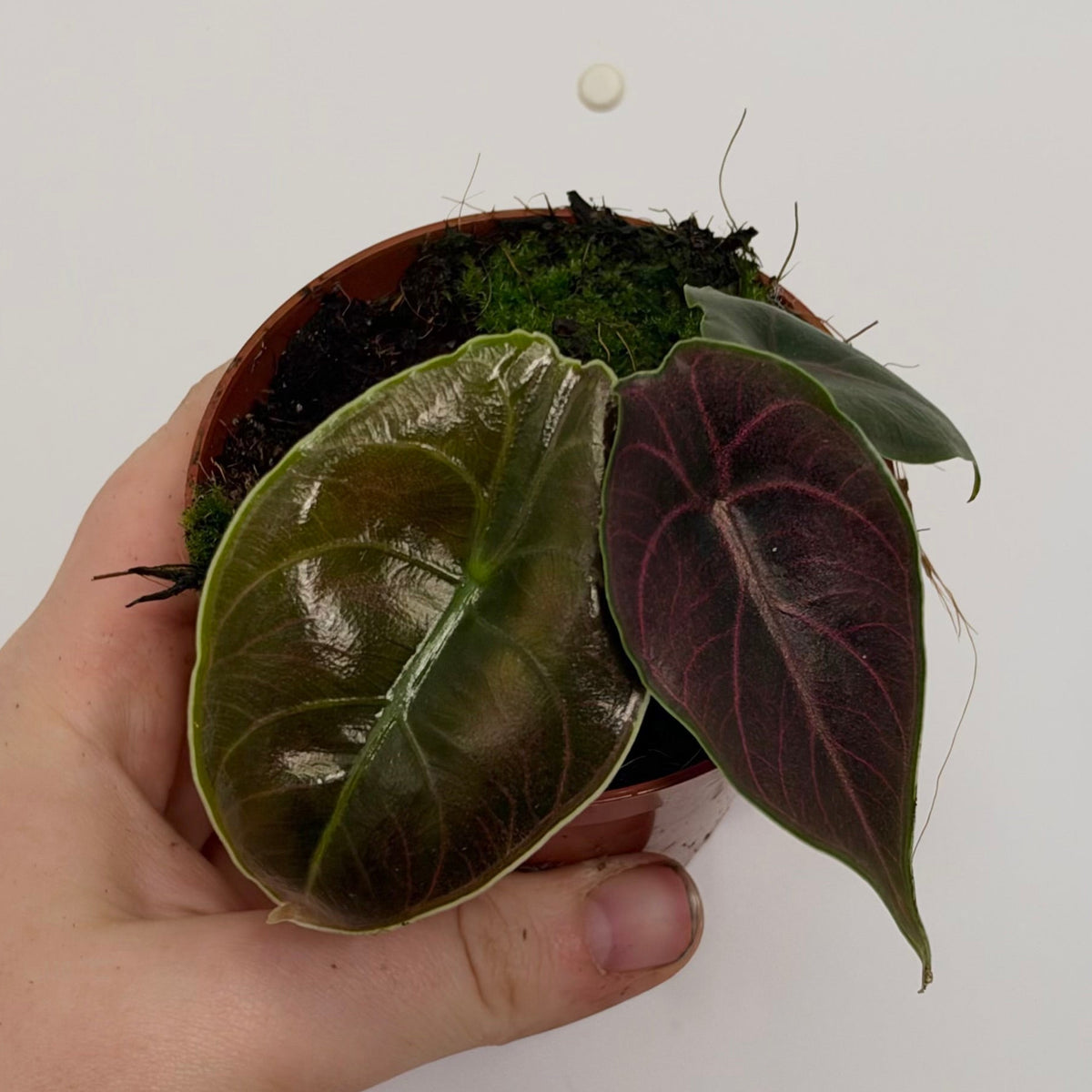 Alocasia Azlanii