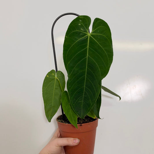 Anthurium Queremalense