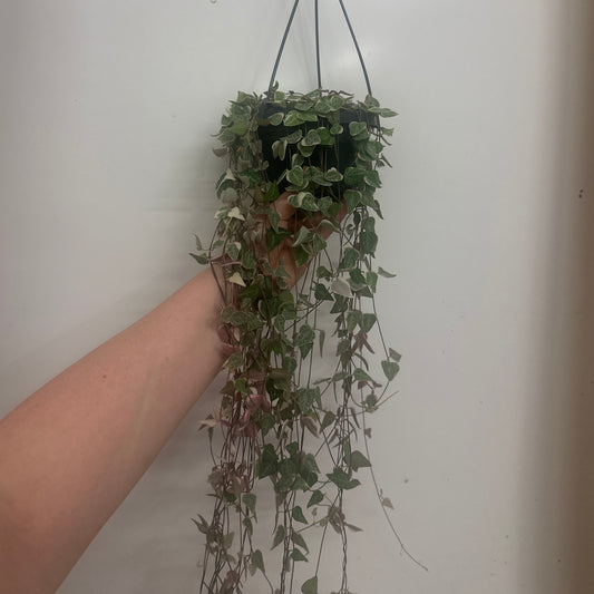 Hanging - Ceropegia Linearis 'Merel'