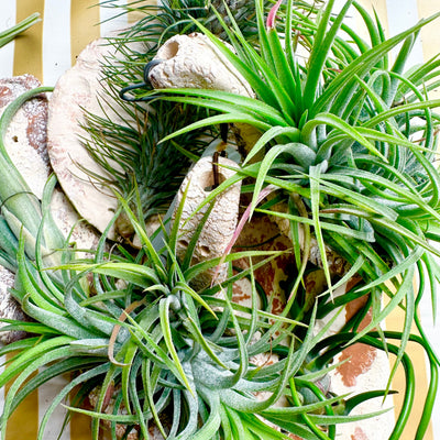 Tillandsia Tiles "Live Pick"