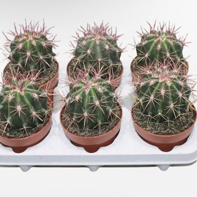 Mexican Lime Cactus (Ferocactus Pilosus)