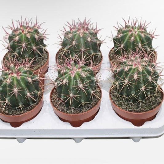 Mexican Lime Cactus (Ferocactus Pilosus)