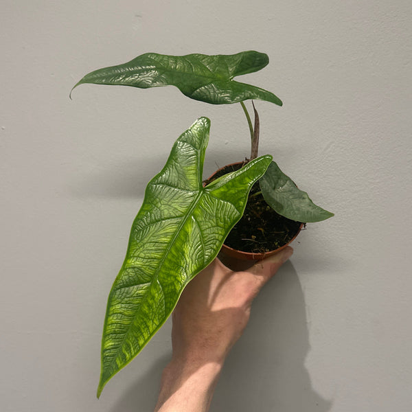 Alocasia Sulawesi Green Carpet