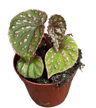Begonia Muara Wahau