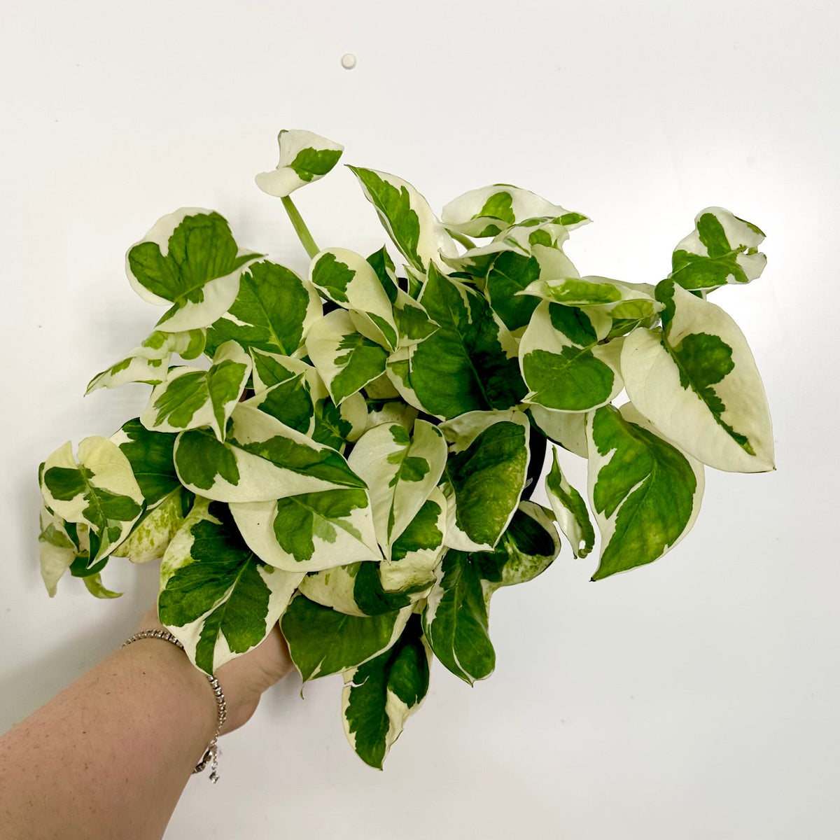 Epipremnum aureum 'N'Joy'