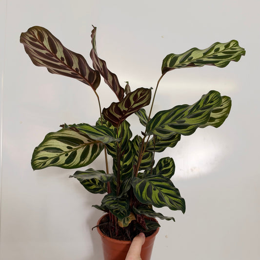 Calathea Peacock
