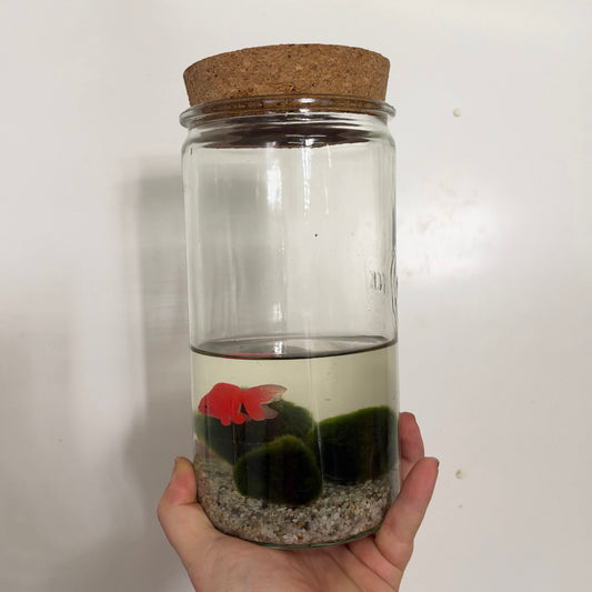 Aqua Moss Balls in Jar