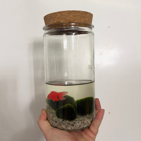 Aqua Moss Balls in Jar