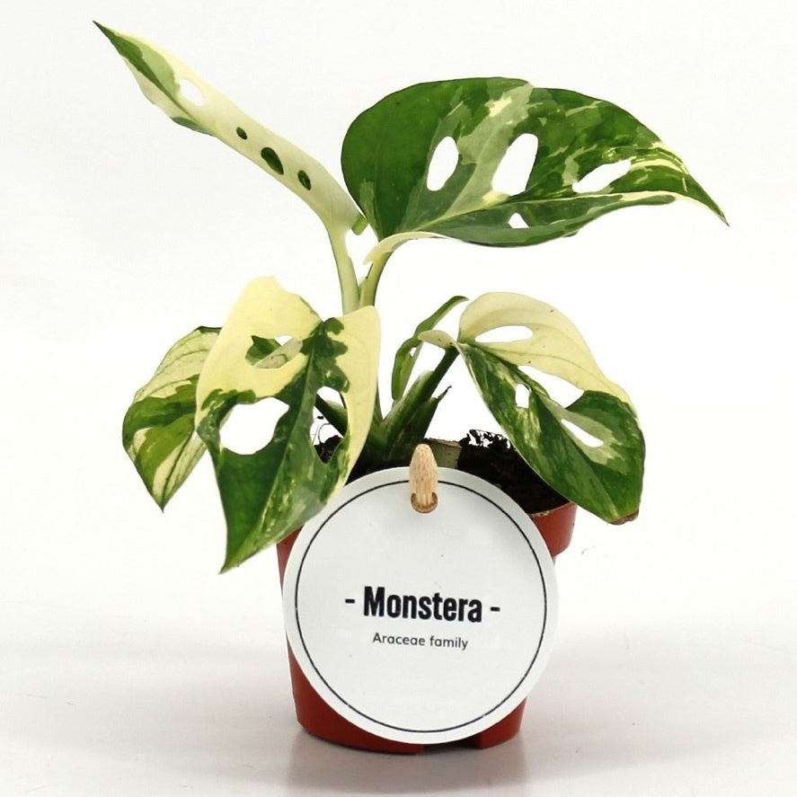 Monstera Adansonii Variegated - Pick Date 25th