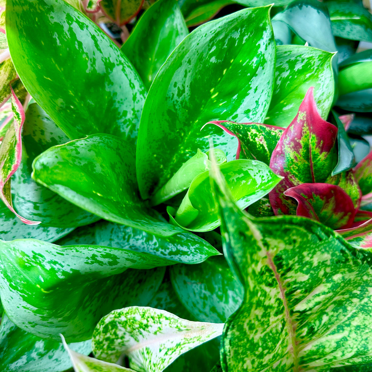Aglaonema Live Choice