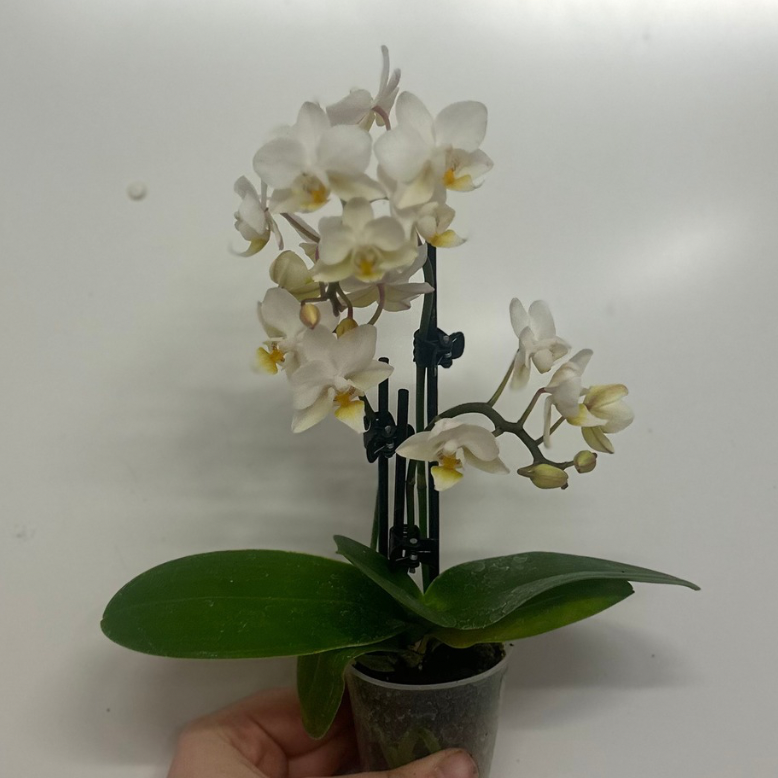 Mini Phalaenopsis Orchid & Glass Pot