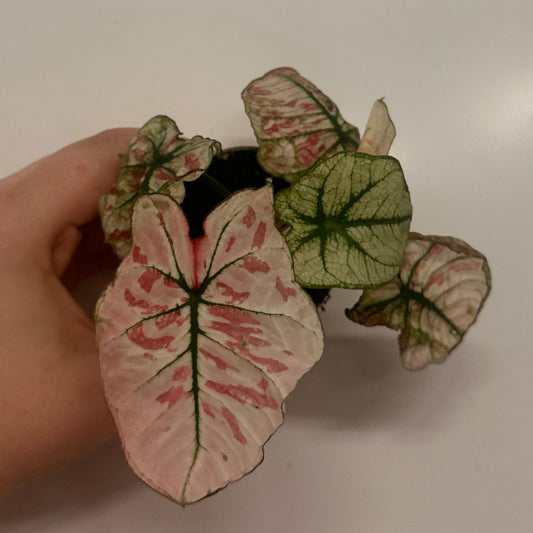Mini Caladium 'Strawberry Star'