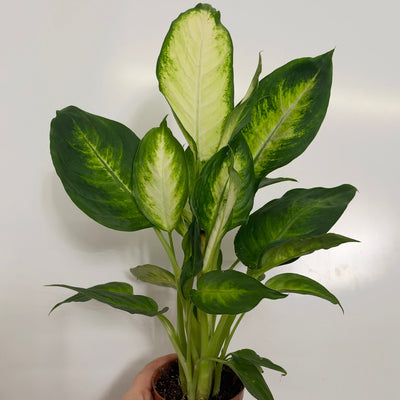 Dieffenbachia Camilla