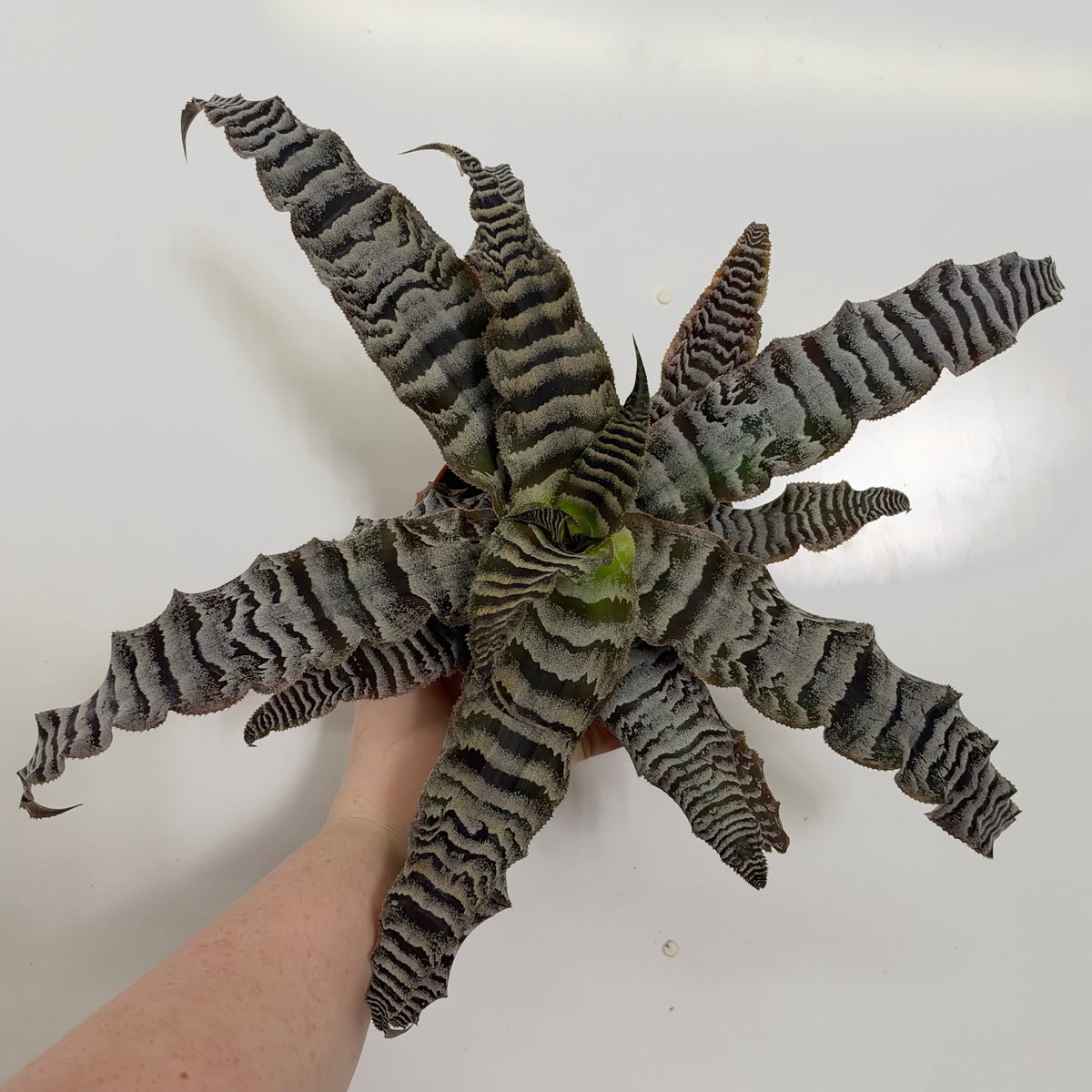 Cryptanthus Zebra Zonarus
